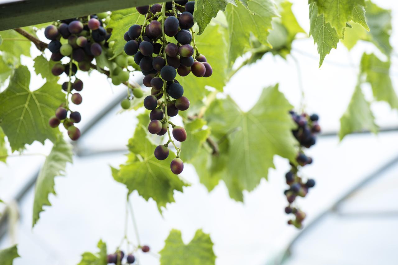 مبيت وإفطار Dundonald  Peartree Hill المظهر الخارجي الصورة